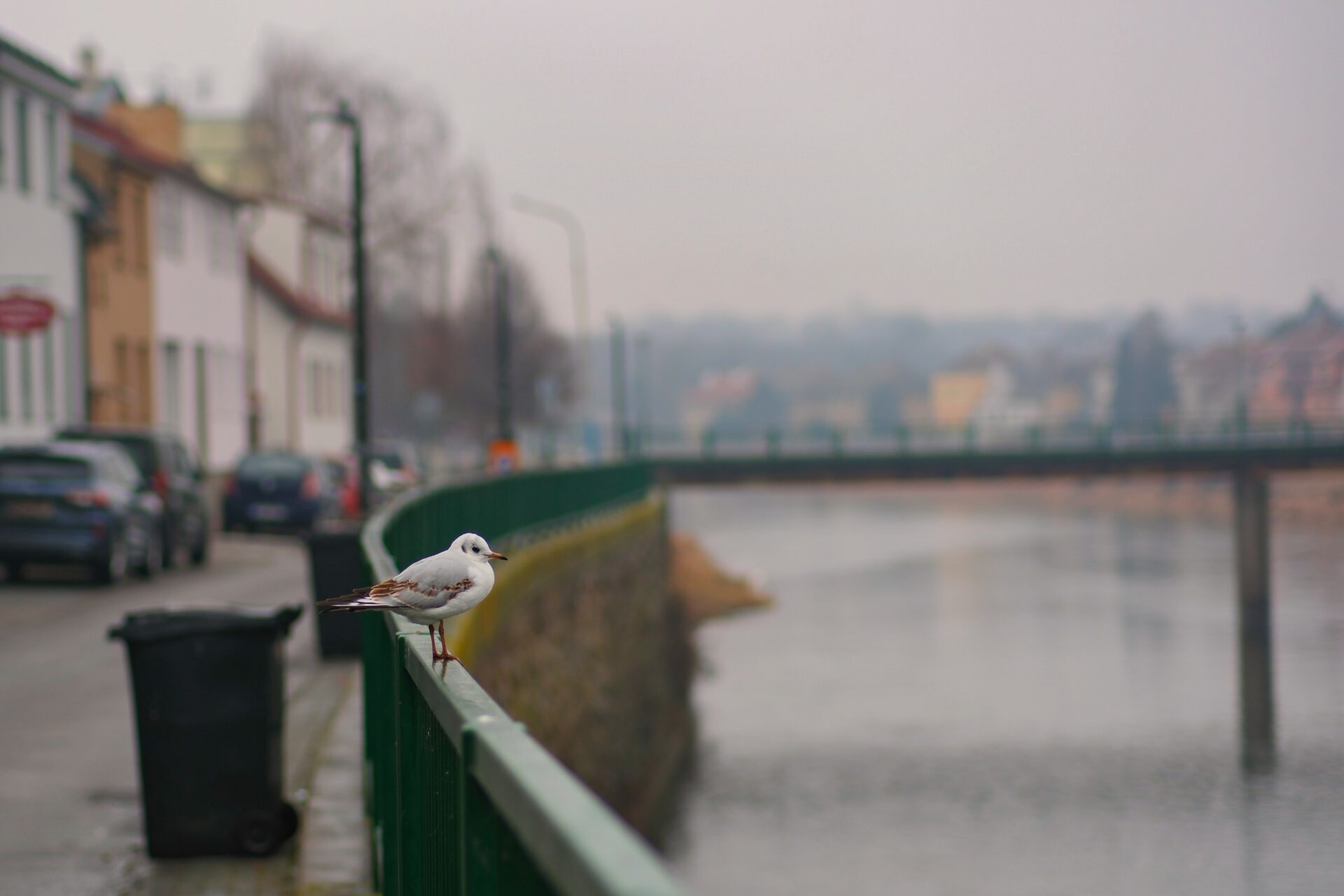 DSCF0323