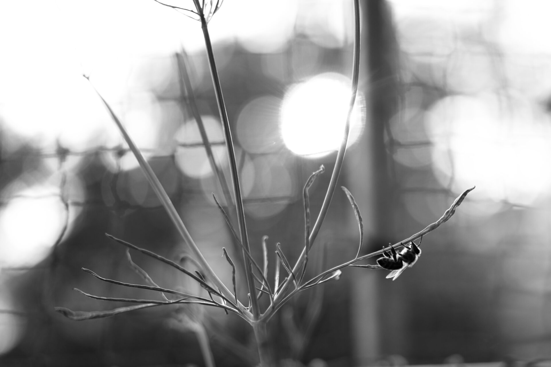 DSCF3949