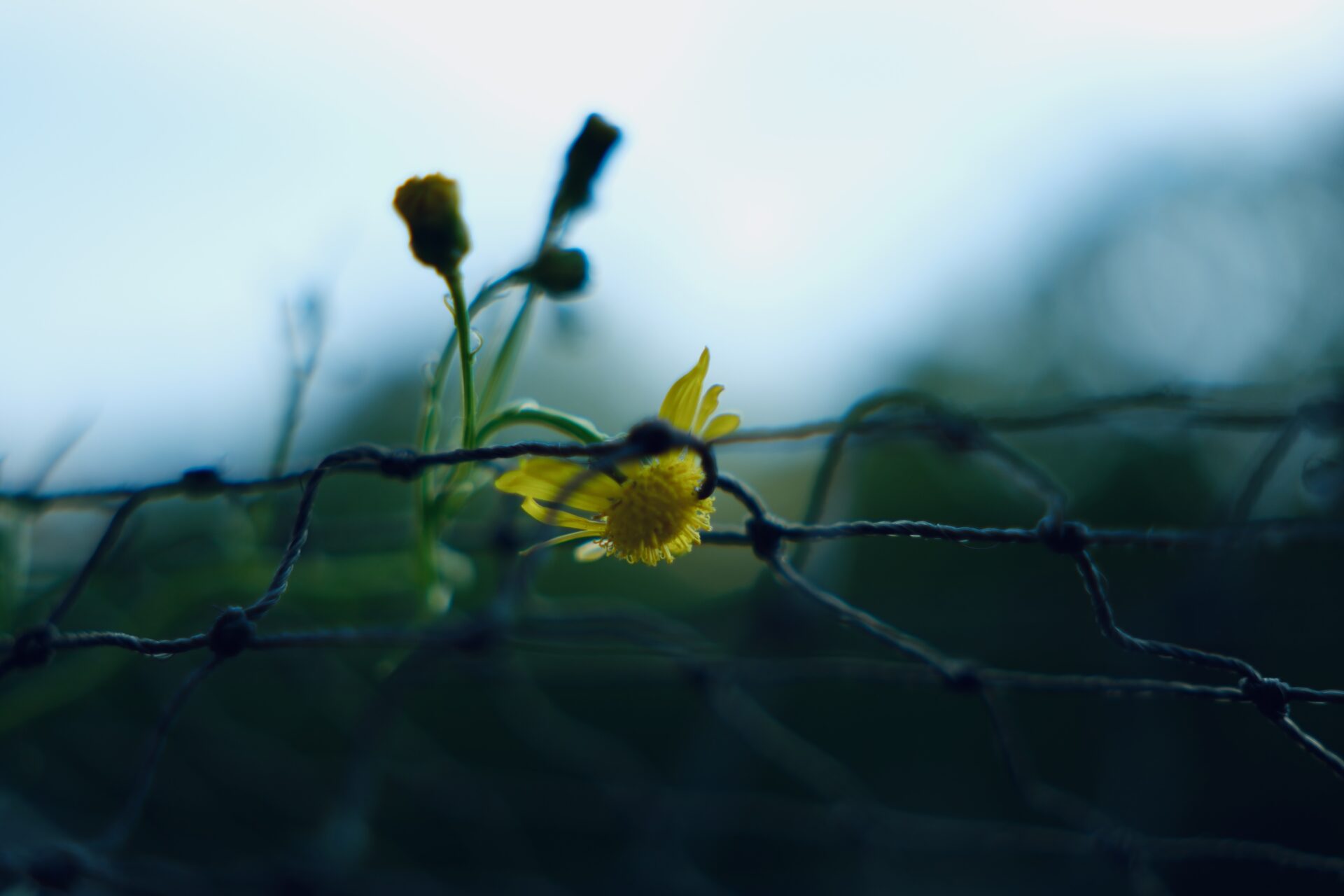 DSCF3976