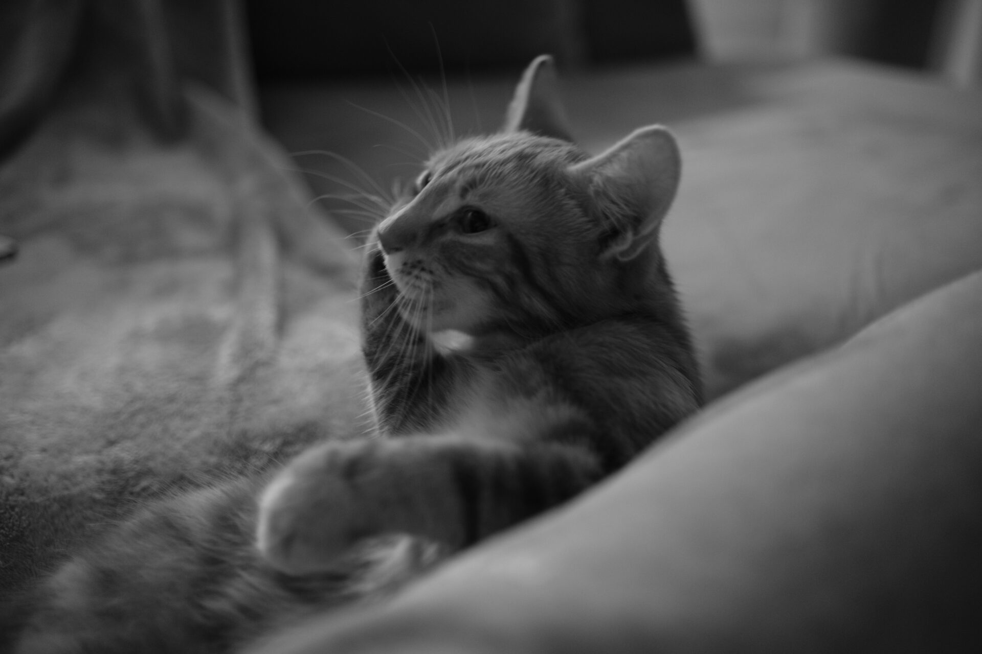 DSCF5850