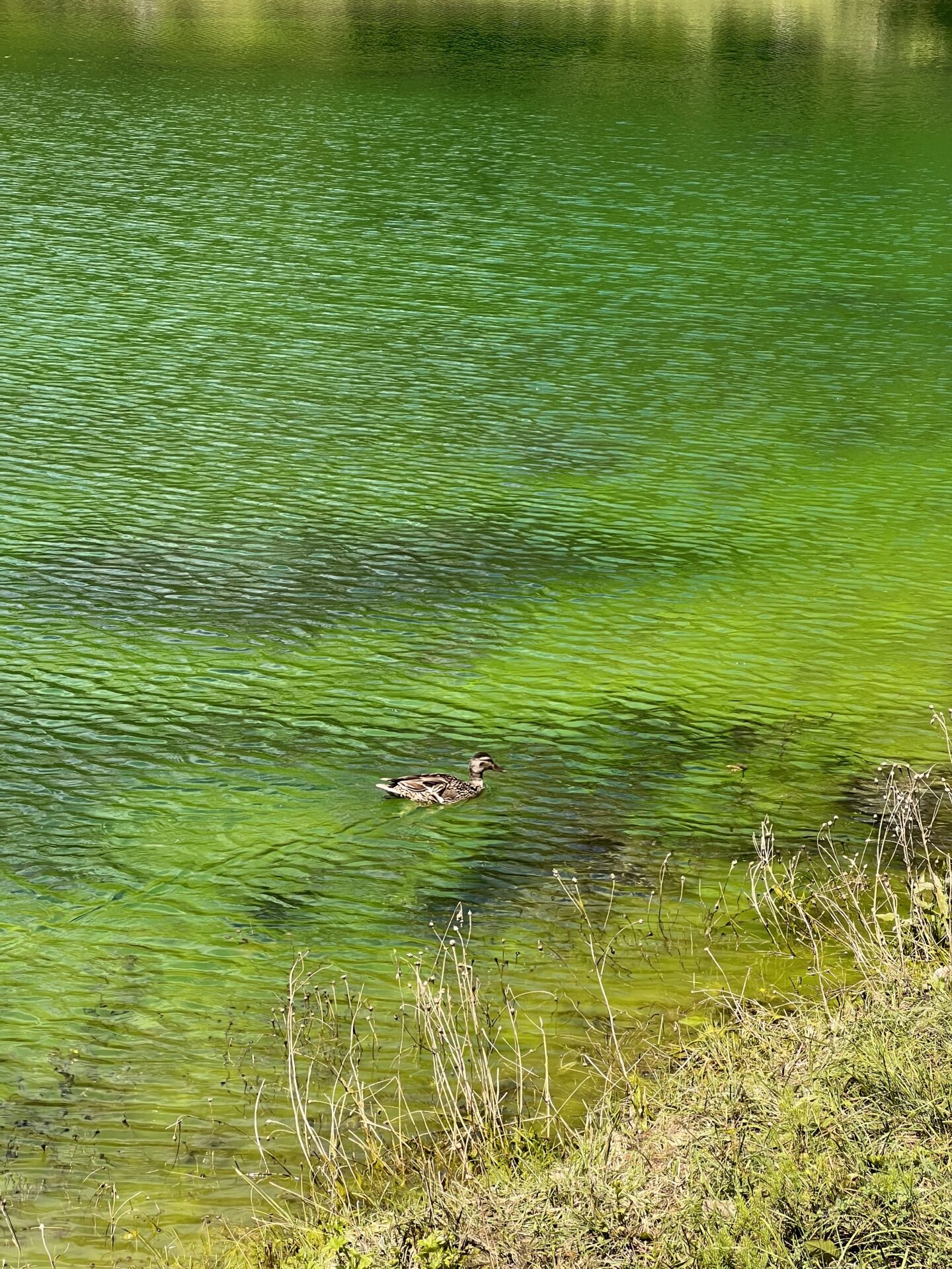 Enteimgruenensee