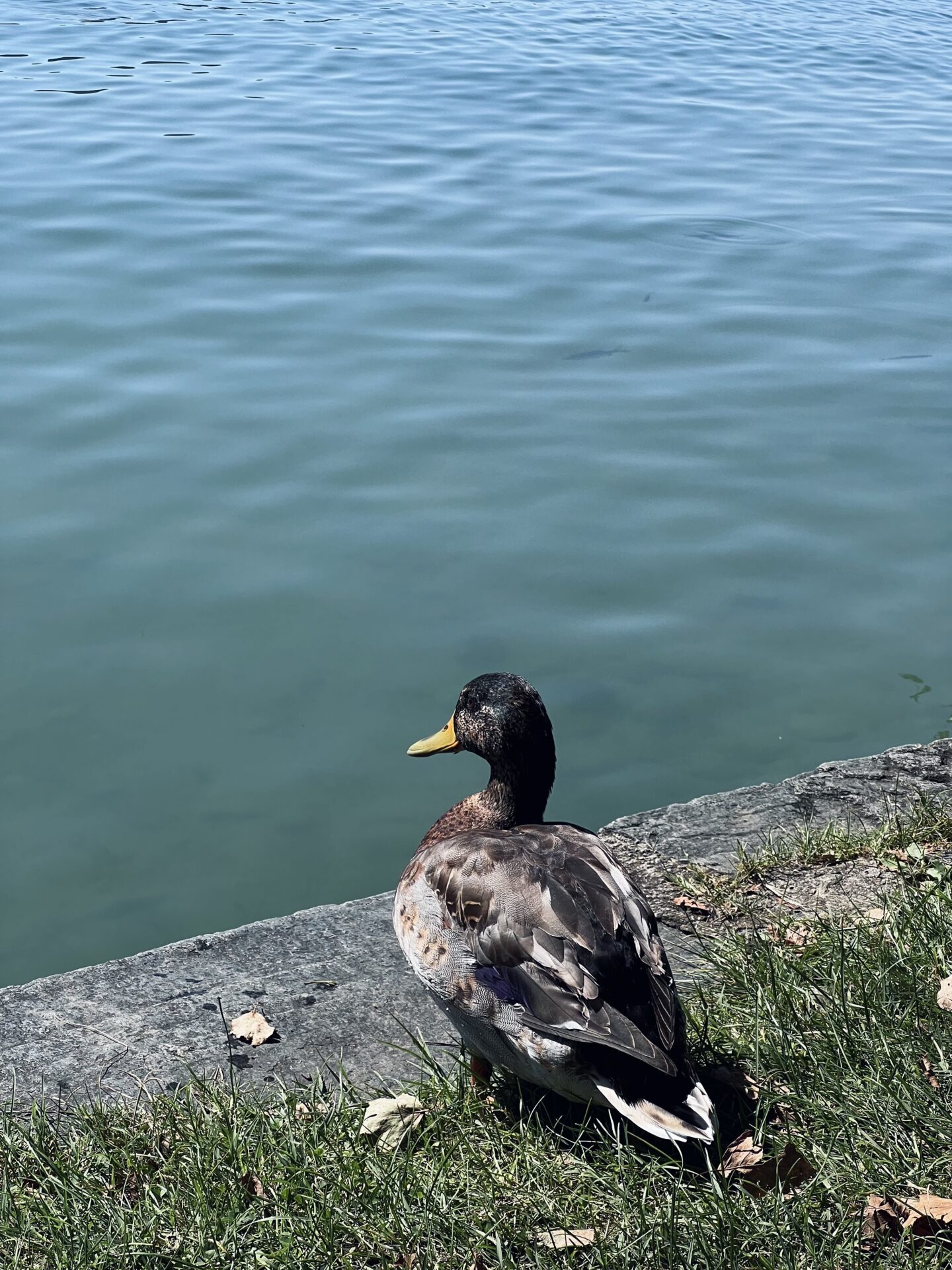 Eine Ente blickt auf den See