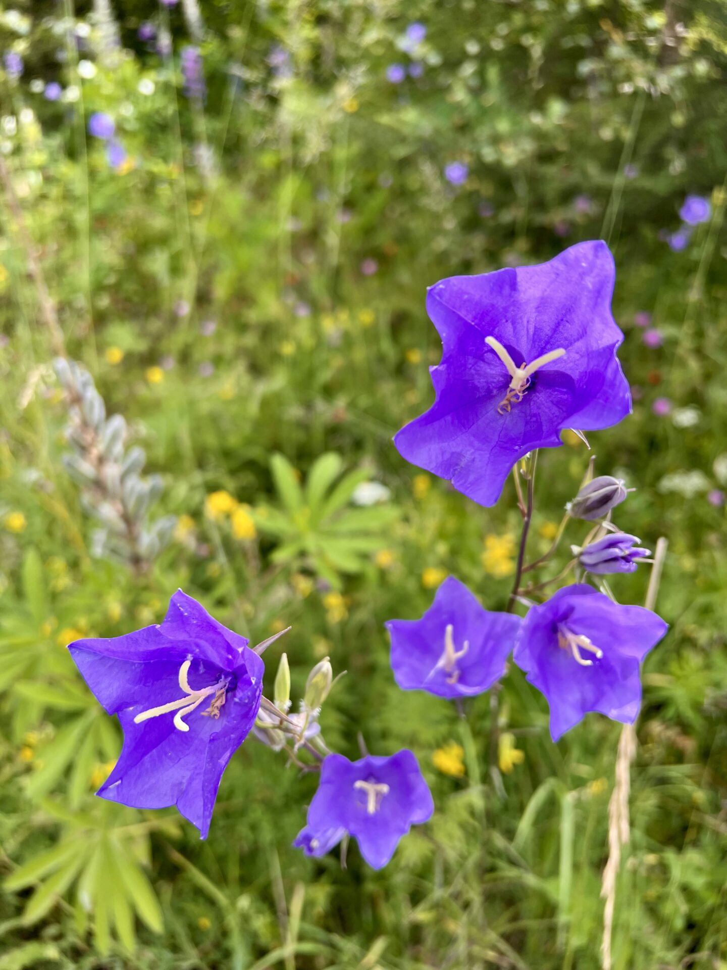 Stolzalpe Steiermark Blumen5